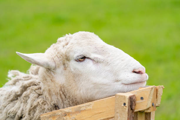 Sad sheep lies on the ground. Illness and depression in animals.