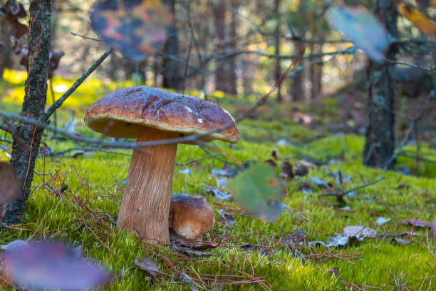 istock big and small cep mushrooms in forest 1344219652
