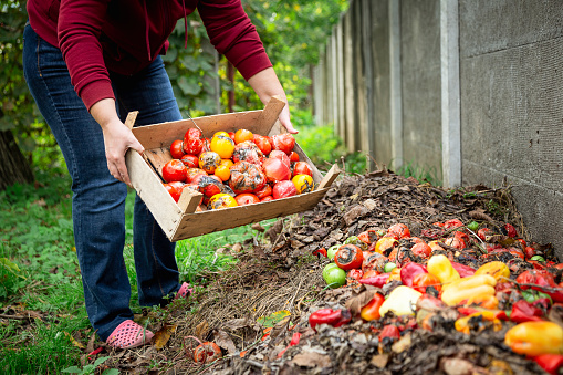 Color image depicting a mid adult woman emptying a wooden crate full of rotten tomatoes onto the compost heap at the bottom of the garden. Room for copy space.