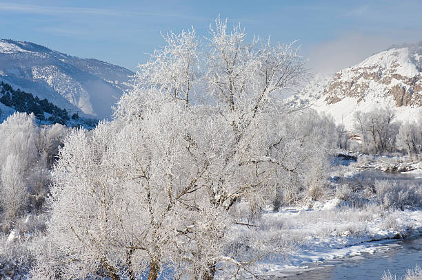 istock Cottonwood Trees in Winter 134422168