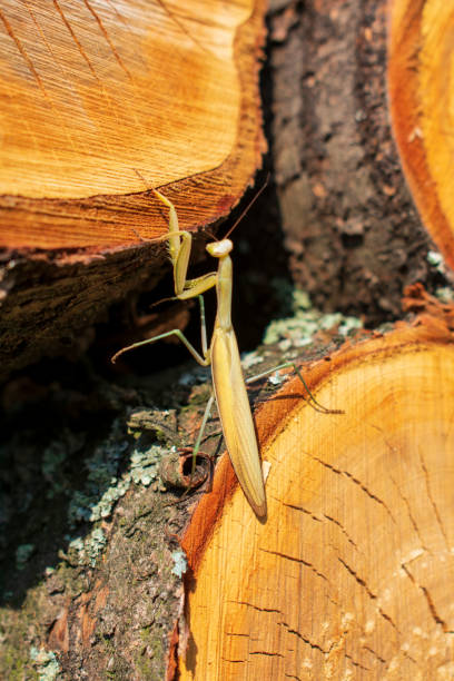 istock Praying mantis between the logs in the sun 1344222820