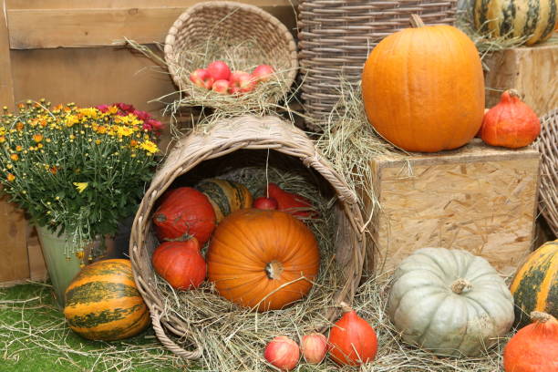 Decorative pumpkins, Halloween decor in GUM, Moscow city, Russia. Vegetables fall harvest, beautiful garden decoration. Holiday ornament with orange gourds in shop. Autumn crop calabazas decorativas, decoración de halloween en la ciudad de moscú. cosecha, decoración de jardines en gum, ciudad de moscú. adorno de tienda con calabaza, calabaza naranja. calabaza de halloween. decoración de calabaza. muchas calabazas de hallowee