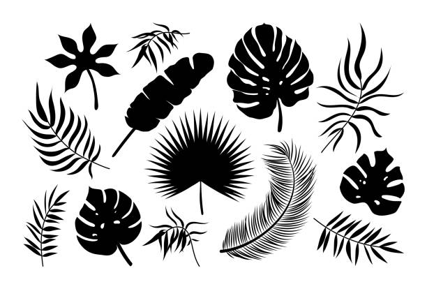 набор иконок пальмовых листьев. черные тропические растения силуэт экзотической коллекции. листья монстеры, веерной пальмы, банана, кокосо - beauty in nature fern frond nature abstract stock illustrations