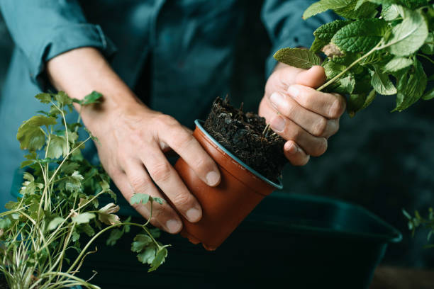 istock man about to replant a mint plant 1344225070