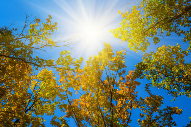 closeup red oak tree in light of sparkle sun on blue sky background