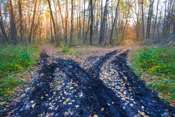 istock dirty ground road in autumn forest 1344225963