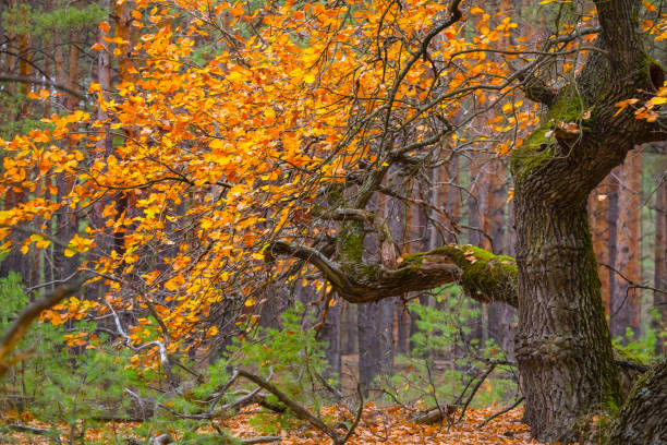 gros plan chêne rouge dans la forêt, scène naturelle sasonale - glade forest oak tree tree photos et images de collection