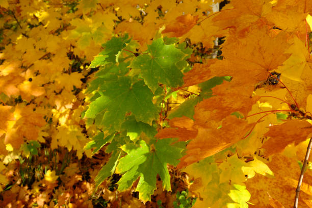 istock colorful maple leaves in autumn. 1344226123