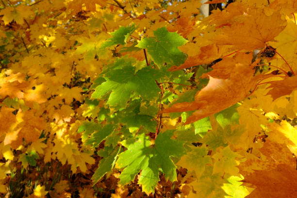 istock colorful maple leaves in autumn. 1344226291