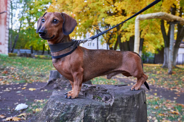 miniaturowy jamnik gładkowłosy - miniature dachshund zdjęcia i obrazy z banku zdjęć