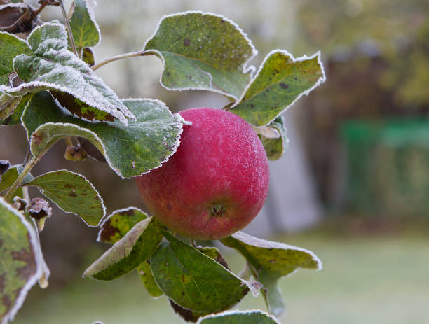 istock A branch of an apple tree with an apple covered with frost. 1344228254