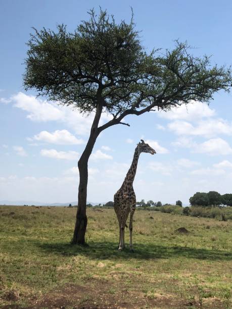 istock Heights of Africa 1344228357