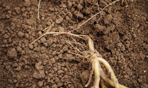 istock Plant roots on ground close up 1344229396