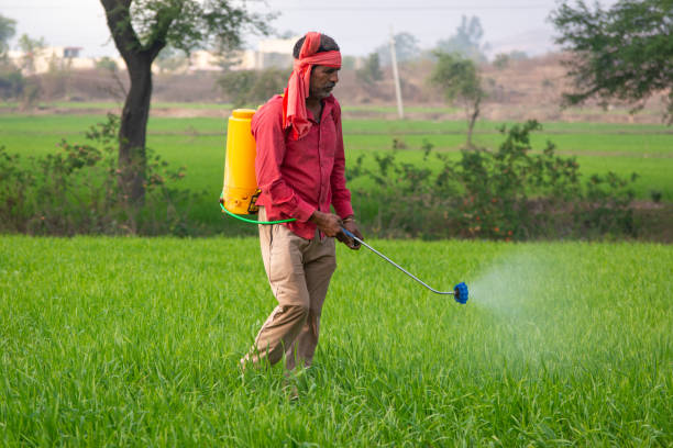 istock Indian farmer spraying fertilizer in his wheat field 1344229476