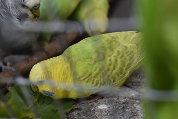 Budgerigans behind wire mesh - captivity. They are eating fresh green leaves. echo parakeet stock pictures, royalty-free photos & images