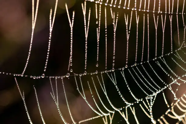 Close-up of a cobweb with dewdrops in sunlight