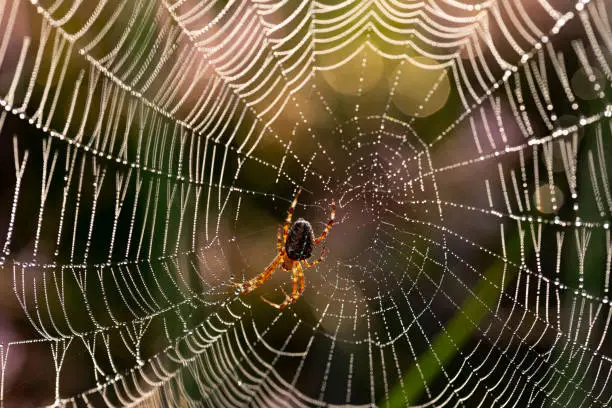 Close-up of an European garden spider (cross spider, Araneus diadematus) in its cobweb with dewdrops in backlit