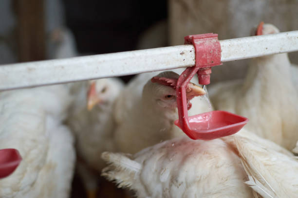 istock Free range poultry broiler Chickens drinking water by automatic nipple drinker 1344233715