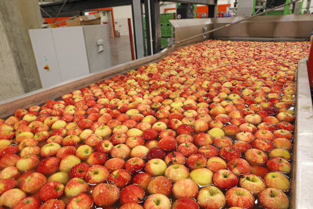istock Apples washing and grading in a fruit packing warehouse 1344233851