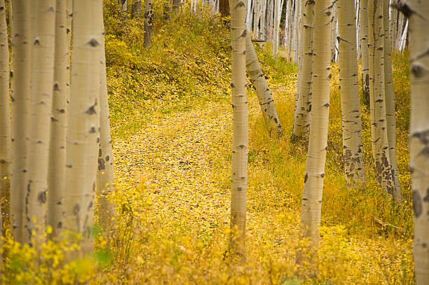 istock Country Road in Fall Aspens 134423535