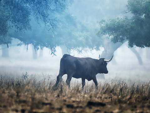 Donana bull in the fog
