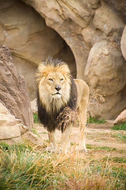 istock Fierce Male Lion 134423925