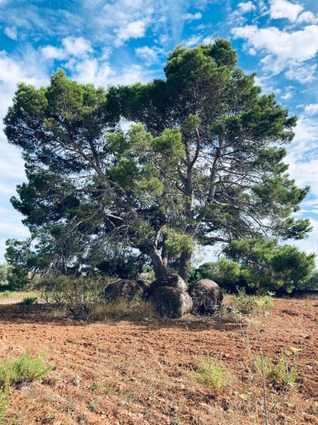istock The beauty of the tree 1344241111