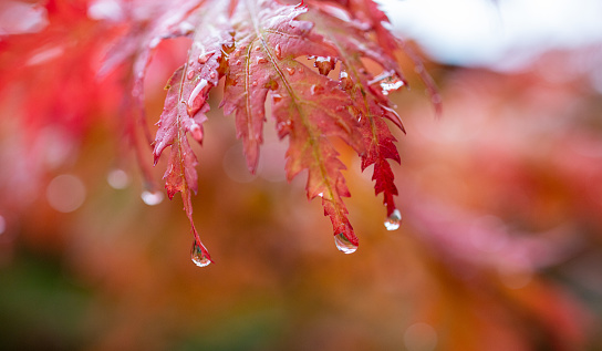 Close-ip of wet autumn maple leaves