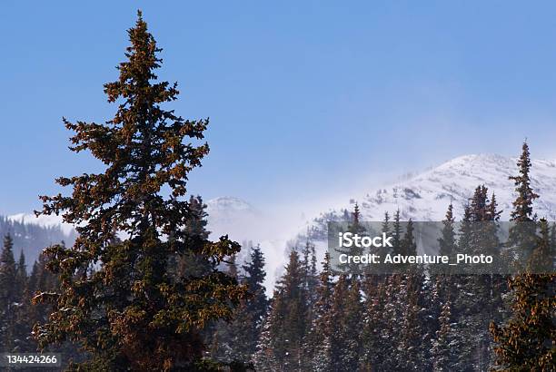 Winter Snowstorm With Blowing Snow In The Mountains And Forest Stock Photo - Download Image Now