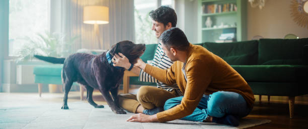 At Stylish Home Apartment: Happy Gay Couple Play with Their Dog, Gorgeous Brown Labrador Retriever. Boyfriends Tease, Pet and Scratch Super Happy Doggy, Have Fun in the Living Room Flat. At Stylish Home Apartment: Happy Gay Couple Play with Their Dog, Gorgeous Brown Labrador Retriever. Boyfriends Tease, Pet and Scratch Super Happy Doggy, Have Fun in the Living Room Flat. man gay stock pictures, royalty-free photos & images