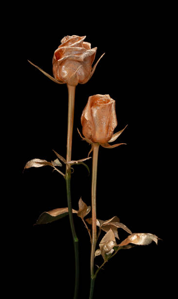 istock Golden roses on a black background 1344244698