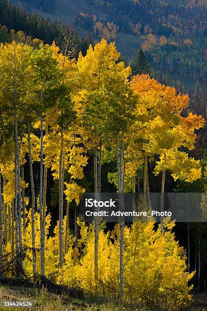 Fall Aspens At Sunset On Beaver Creek Mountain Colorado Stock Photo - Download Image Now