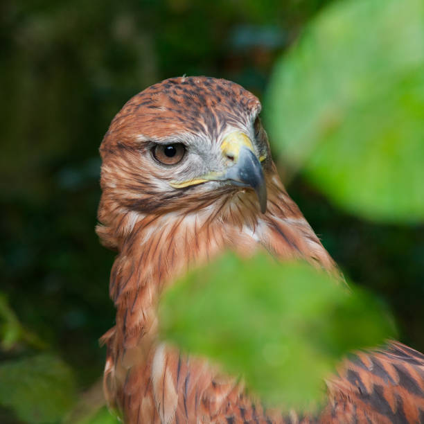 Wild Falcon Closeup In Nature, Portrait