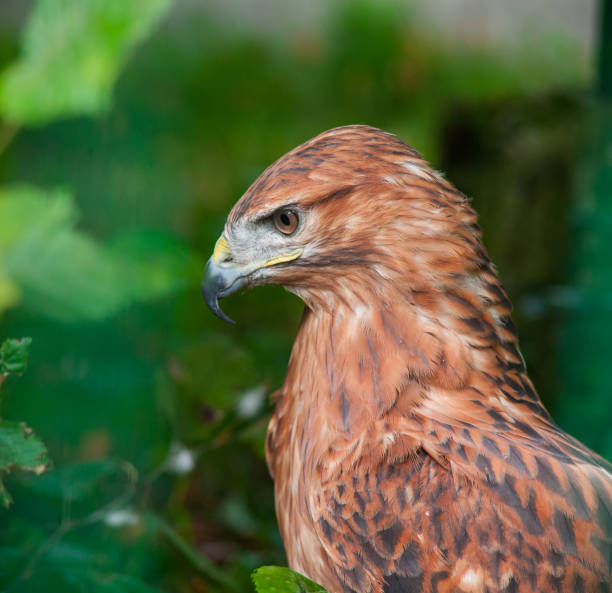 istock Wild Falcon Closeup In Nature, Portrait 1344245310