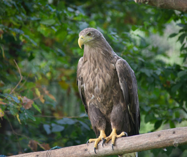 istock Eagle graves in the park in the nature 1344245314