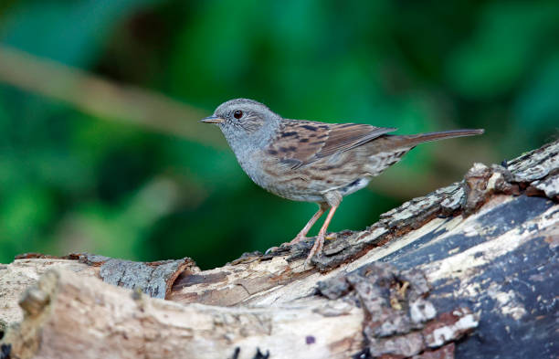istock Dunnock foraging for food in the woods 1344246506