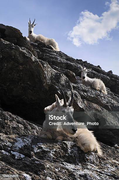 Cabras De Montaña En Rocas Foto de stock y más banco de imágenes de Aire libre - Aire libre, Animal, Cabra montés americana