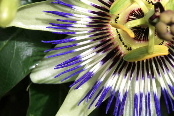 istock A Beautiful Passionfruit Flower Close Up Blue and White 1344248058