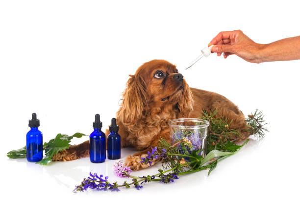 medicina alternativa per cane - vet veterinary medicine puppy dog foto e immagini stock