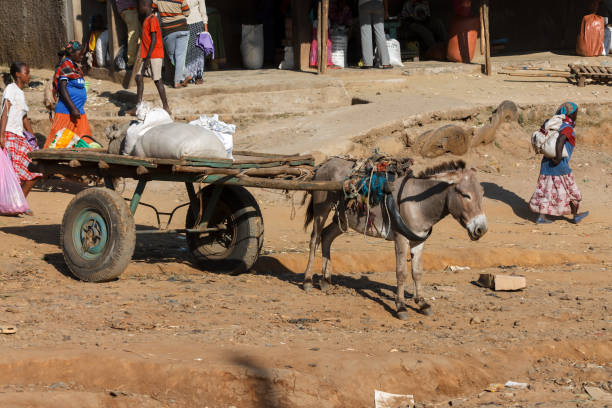 ослик, перевозищий груз. - animal africa ethiopia mule стоковые фото и изображения