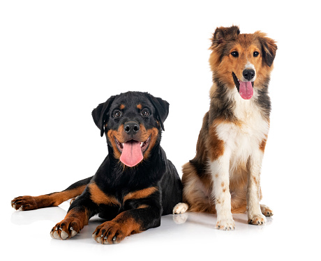 Shetland Sheepdog and puppy rottweiler in front of white background