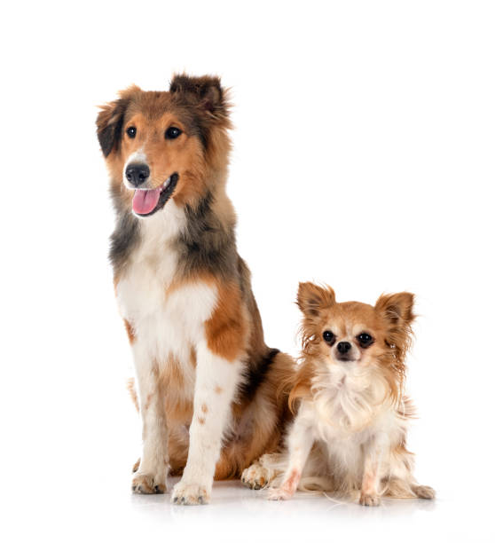 istock Shetland Sheepdog and chihuahua 1344249483