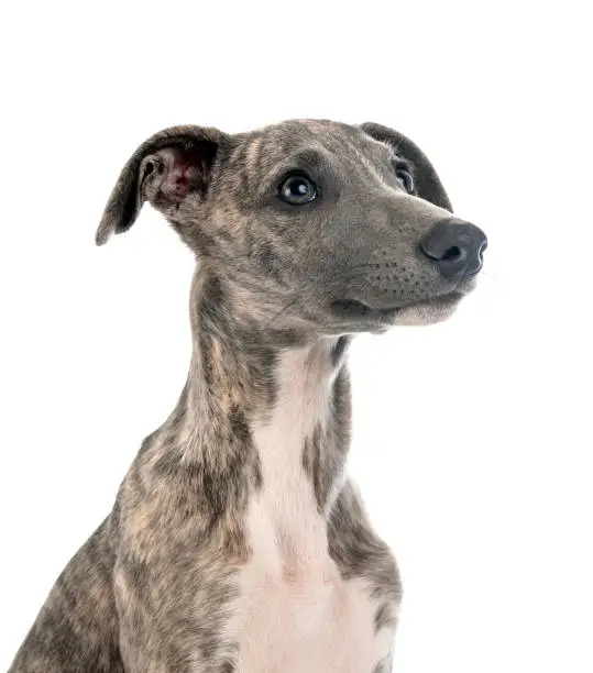 English Whippet in front of white background