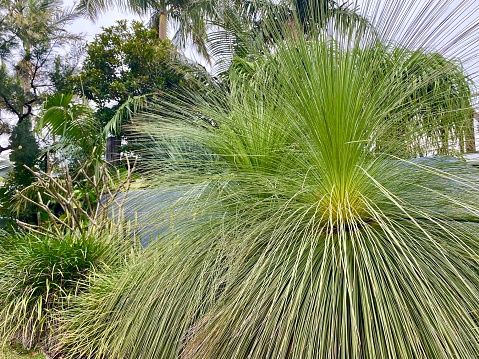 Horizontal closeup photo of native Australian Grass Trees growing in a tropical garden in Byron Bay, NSW in Spring
