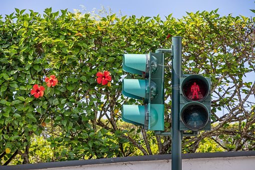 Hibiscus flower in a hedge and a traffic light in front in Ponta Delgada the main city on the Portuguese Azorean Island San Miguel in the center of the North Atlantic Ocean