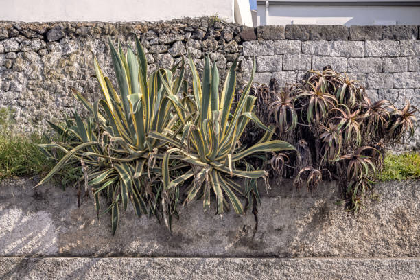 Succulent plants in front of a stone wall in Ponta Delgada the main city on the Portuguese Azorean Island San Miguel in the center of the North Atlantic Ocean