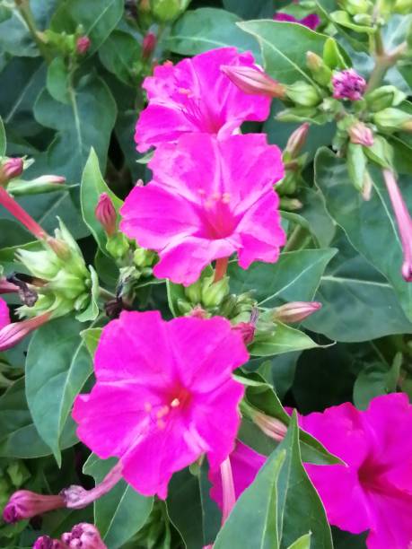Pink evening rose (Mirabilis jalapa) Evening rose (Mirabilis jalapa) is a species of perennial ornamental plant in the family of evening rose (Nyctaginaceae). mirabilis jalapa stock pictures, royalty-free photos & images
