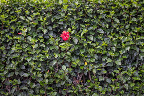 Hibiscus flower in a hedge on the Portuguese Azorean Island San Miguel in the center of the North Atlantic Ocean