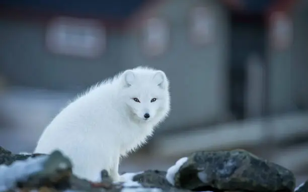 Photo of Facing with a fox