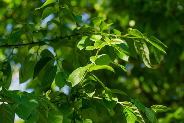 青空の背景に新鮮な緑の葉ディオスパイロスバージニアナの木、一般的にアメリカの柿と呼ばれます。シリウス(アドラー)ソチの樹木園公園南部文化で柿の木が育ちます。 - virginiana ストックフォトと画像